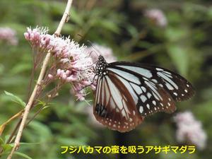 [参考資料追加・京都市助成制度追記] KESエコロジカルネットワーク　2016年度取り組み内容について(初掲載2016/2/19)