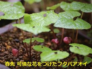 KESエコロジカルネットワークが「京のいきもの・文化協働再生プロジェクト」に拡大認定されました