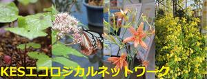 ［KESエコロジカルネットワーク］稀少種植物の秋・冬の管理について