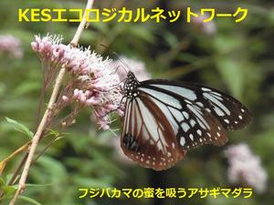 毎日新聞でKESエコロジカルネットワークが紹介されました