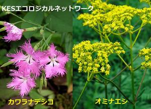 京の生きもの・文化協働再生プロジェクトの追加認定を受けました