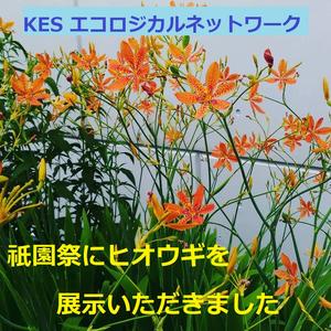 【終了】祇園祭(後祭り)にヒオウギを展示いただきました