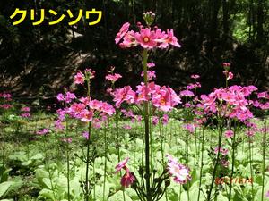 【NEW】KESエコロジカルネットワーク 『クリンソウ』が新たに登録されました。