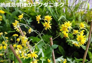 【NEW】キクタニギク展示@京都駅ビル「緑水歩廊」－出展者募集