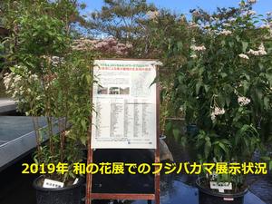 【予告】KESエコロジカルネットワーク 今年秋の「藤袴と和の花展」について