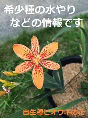 【NEW】KESエコロジカルネットワーク 希少種の夏季の育成について