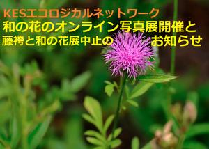 和の花(希少植物)のオンライン写真展開催と「藤袴と和の花展」中止のお知らせ