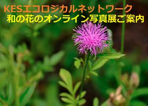 和の花のオンライン写真展に掲載しませんか
