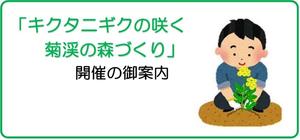 【終了】「キクタニギクの咲く菊渓の森づくり」開催のご案内