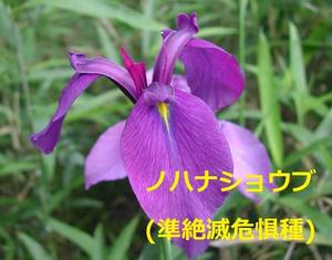 【NEW】KESエコロジカルネットワーク 　京の生きもの・文化協働再生プロジェクトの認定について