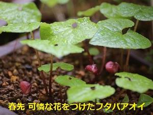 【KESエコロジカルネットワーク】希少種の申し込み、まだ間に合います