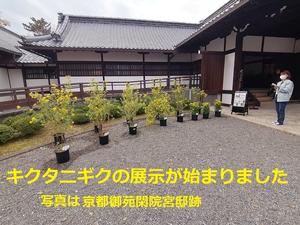 【終了】キクタニギク展示が始まりました。