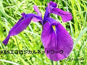 【KESエコロジカルネットワーク】＜説明資料＞