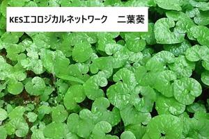 【KESエコロジカルネットワーク】2026年度説明資料を公開します